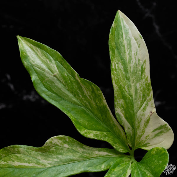 Anthurium clavigerum variegated (A52)