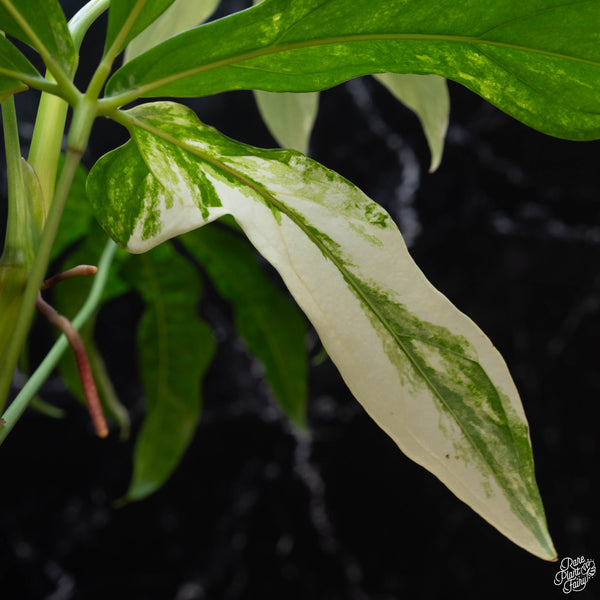 Anthurium clavigerum variegated (wk3-A)