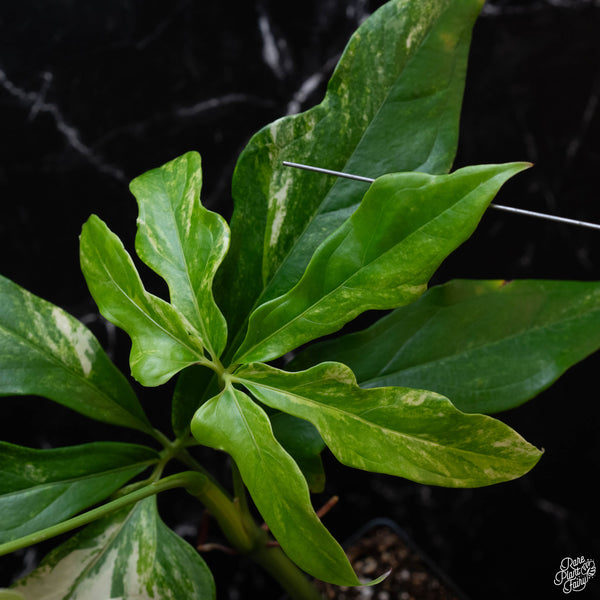 Anthurium clavigerum variegated (wk3-A)