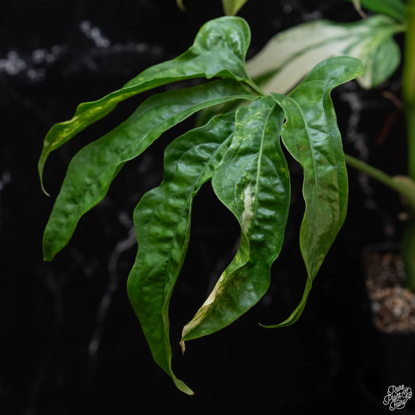 Anthurium clavigerum variegated (wk3-A)