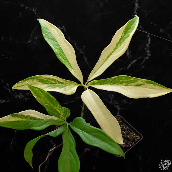 Anthurium clavigerum variegated (wk4-A)