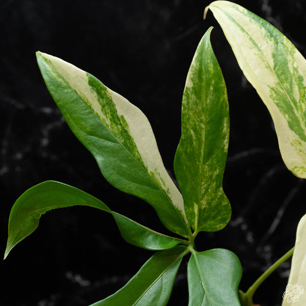 Anthurium clavigerum variegated (wk4-A)