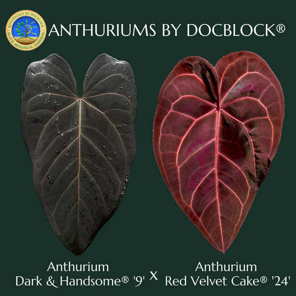 Anthurium Dark & Handsome '9' x Red Velvet Cake '24'  by DocBlock *Grower's Choice*