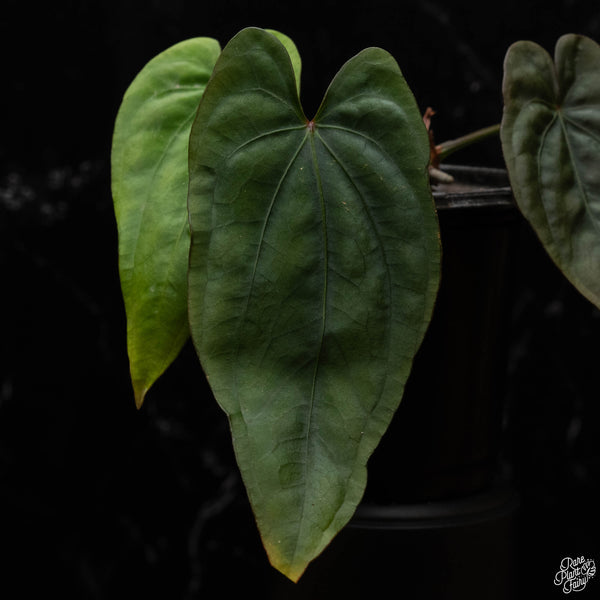 Anthurium dressleri (Eastern Panama form) (S50)