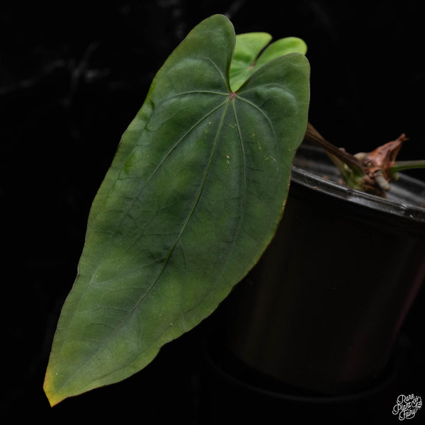 Anthurium dressleri (Eastern Panama form) (S50)