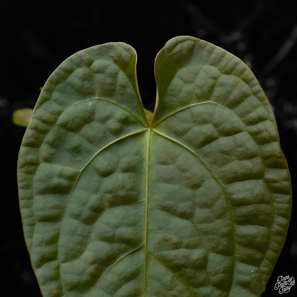 Anthurium forgetii x luxurians (R50)