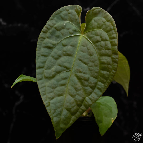 Anthurium forgetii x luxurians (R50)