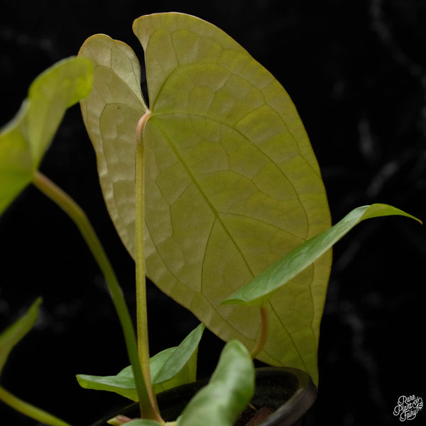 Anthurium forgetii x luxurians (R50)