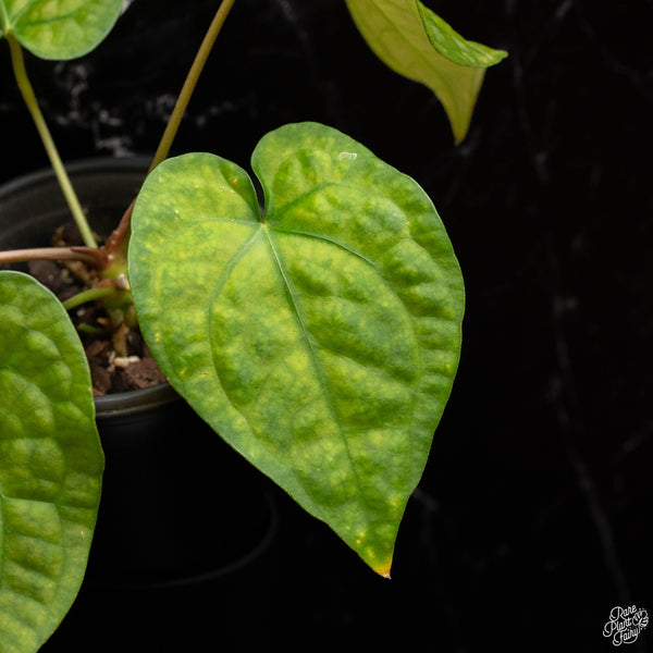 Anthurium forgetii x luxurians (H47)