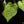 Load image into Gallery viewer, Anthurium forgetii x luxurians (H47)
