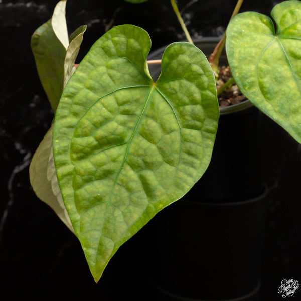 Anthurium forgetii x luxurians (H47)