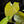 Load image into Gallery viewer, Anthurium forgetii x luxurians (H47)
