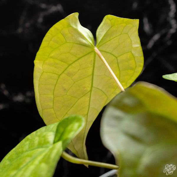 Anthurium forgetii x luxurians (H47)