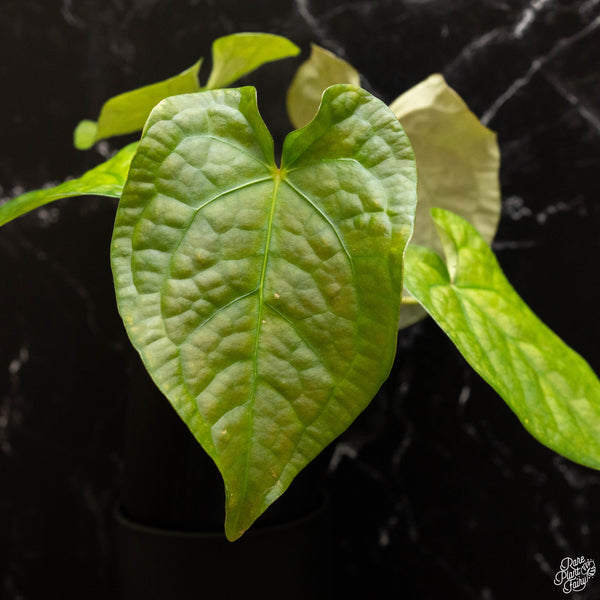 Anthurium forgetii x luxurians (H47)