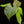 Load image into Gallery viewer, Anthurium forgetii x luxurians (H47)
