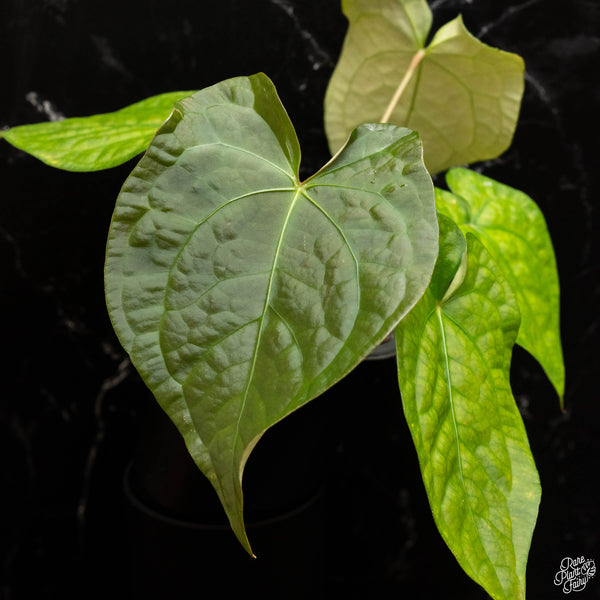 Anthurium forgetii x luxurians (H47)