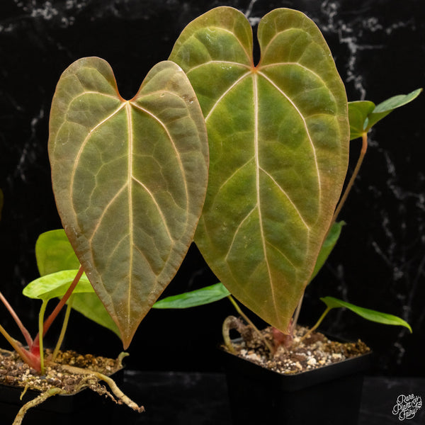 Anthurium magnificum x 'Ace of Spades' AOS *Grower's choice*