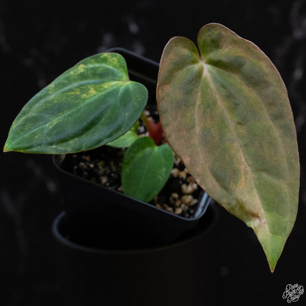 Anthurium papillilaminum "papi" variegated (wk3-A)