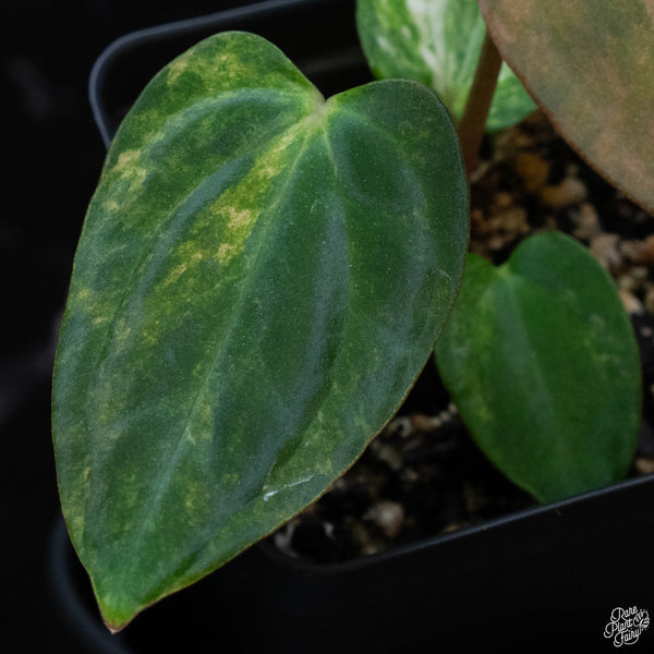 Anthurium papillilaminum "papi" variegated (wk3-A)