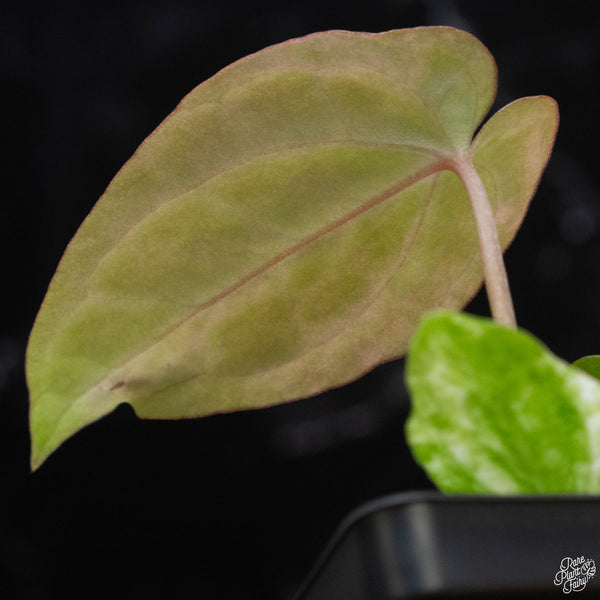 Anthurium papillilaminum "papi" variegated (wk3-A)