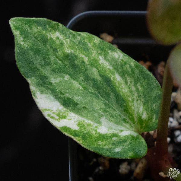 Anthurium papillilaminum "papi" variegated (wk3-A)