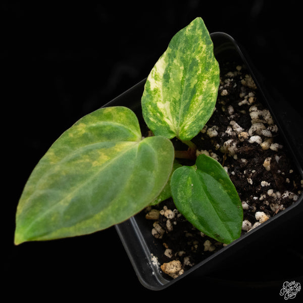 Variegated Anthurium papillilaminum (X50)