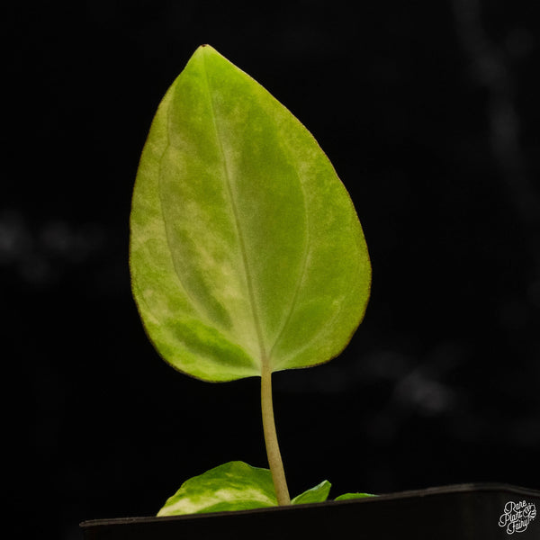 Variegated Anthurium papillilaminum (X50)