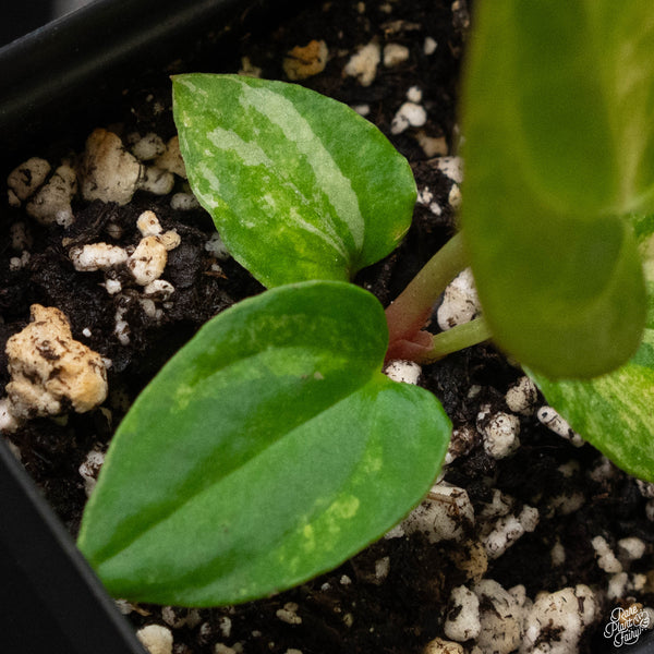 Variegated Anthurium papillilaminum (X50)