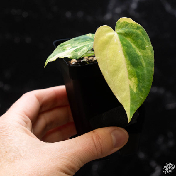 Variegated Anthurium papillilaminum "papi" (A51)