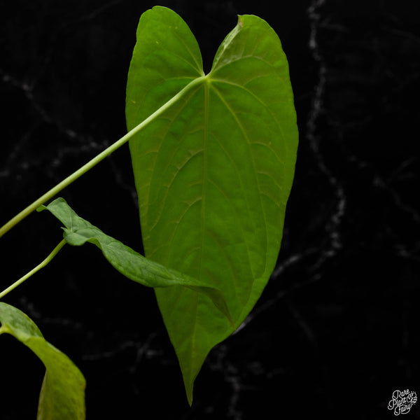 Anthurium papillilaminum x rugulosum 'Canal Queen' by Jay Vannini (T50)