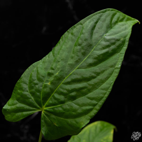 Anthurium papillilaminum x rugulosum 'Canal Queen' by Jay Vannini (T50)