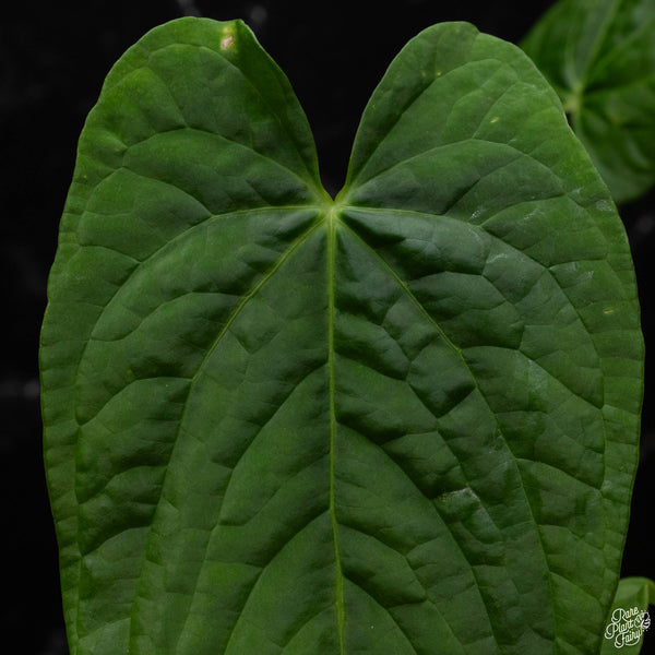 Anthurium papillilaminum x rugulosum 'Canal Queen' by Jay Vannini (T50)