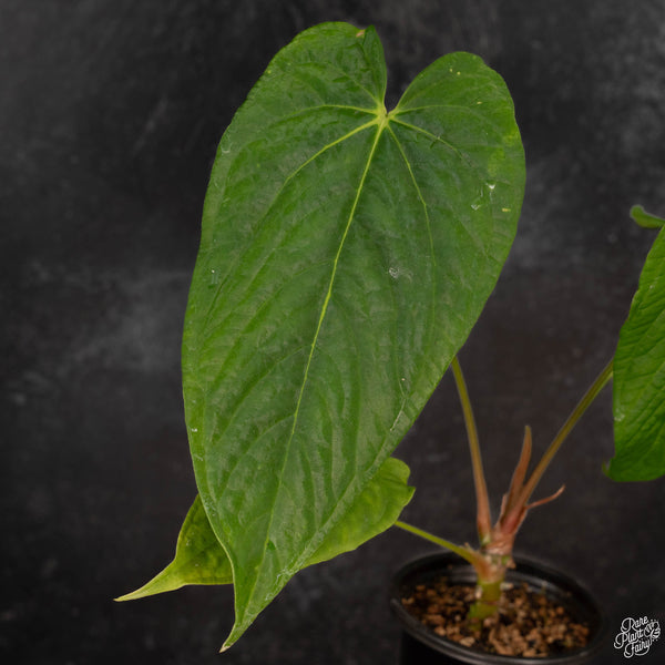 Anthurium papillilaminum x rugulosum 'Canal Queen' by Jay Vannini (wk4-N)