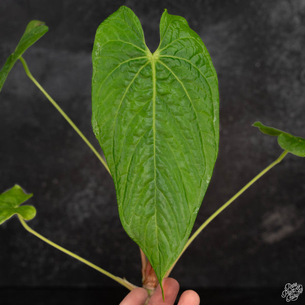 Anthurium papillilaminum x rugulosum 'Canal Queen' by Jay Vannini (wk4-N)