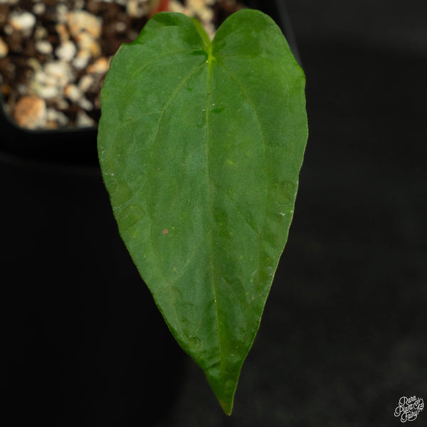 Anthurium papillilaminum x rugulosum 'Canal Queen' by Jay Vannini (wk4-O)