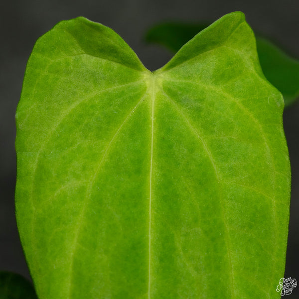 Anthurium papillilaminum x rugulosum 'Canal Queen' by Jay Vannini (wk4-O)