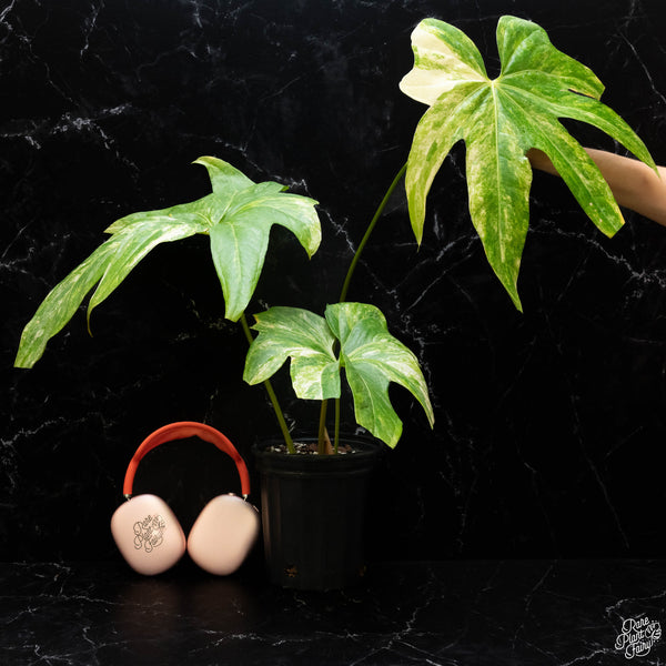 Anthurium pedatoradiatum variegated (wk2-A)