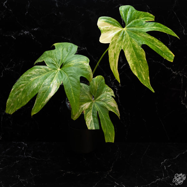 Anthurium pedatoradiatum variegated (wk2-A)