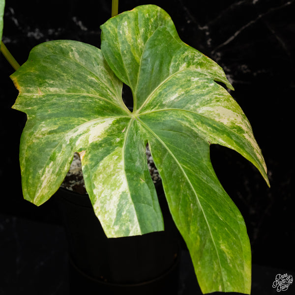 Anthurium pedatoradiatum variegated (wk2-A)