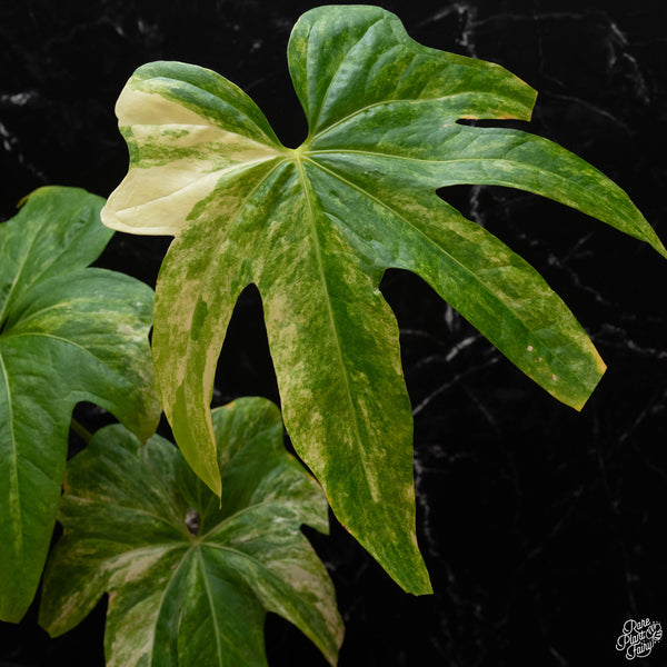 Anthurium pedatoradiatum variegated (wk2-A)