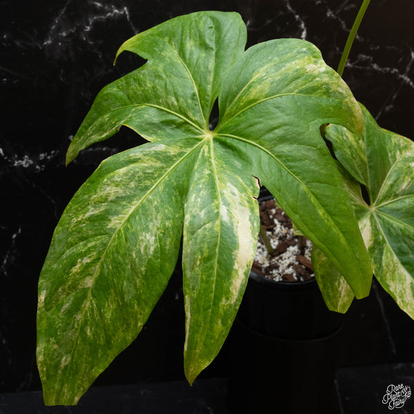 Anthurium pedatoradiatum variegated (wk2-A)