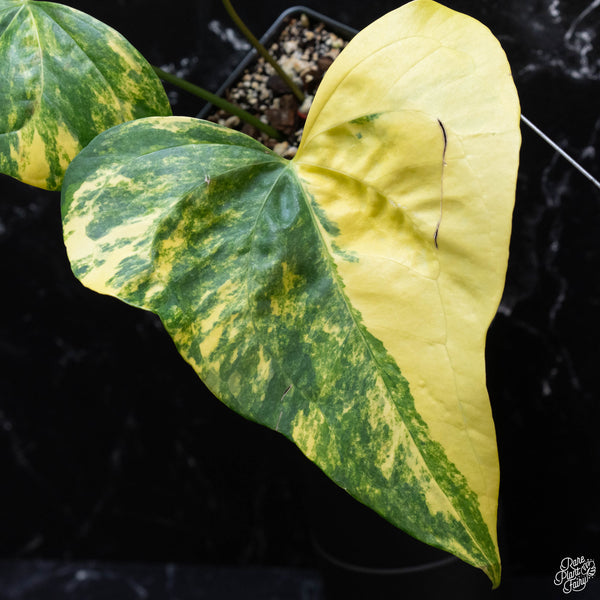 Anthurium pedatoradiatum variegated (wk3-B)