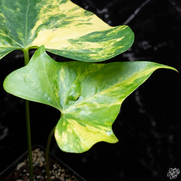 Anthurium pedatoradiatum variegated (wk3-B)