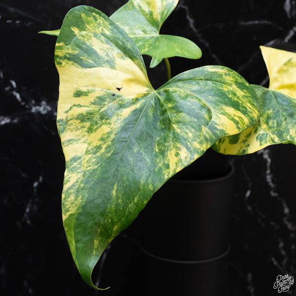 Anthurium pedatoradiatum variegated (wk3-B)