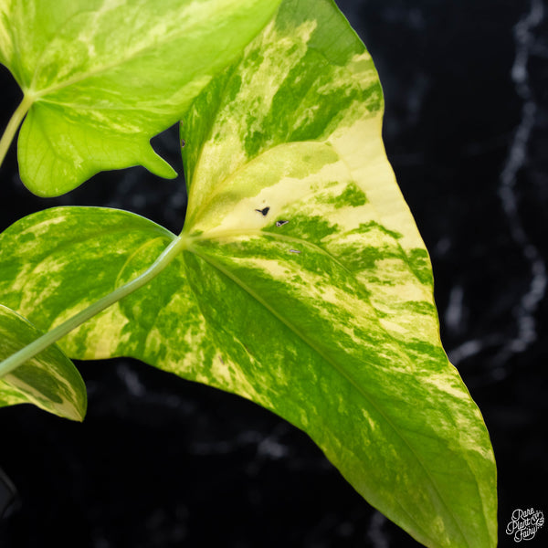 Anthurium pedatoradiatum variegated (wk3-B)