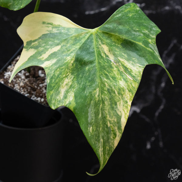 Anthurium pterodactyl variegated (wk3-A)