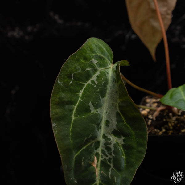 Anthurium red crystallinum (NSE purple emergent) x portilloi (I48) *blister variegation*