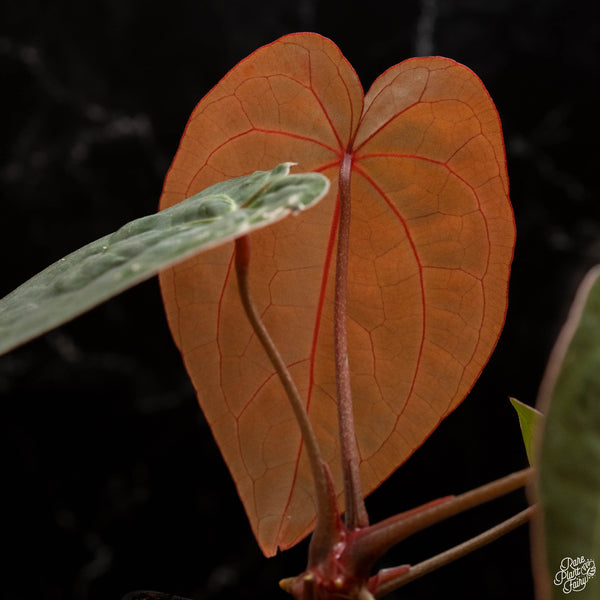 Anthurium red crystallinum (purple emergent) x antolakii (previously BVEP) (A49) *red emergent*