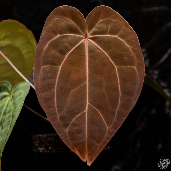 Anthurium red crystallinum (purple emergent) x antolakii (previously BVEP) (A49) *red emergent*