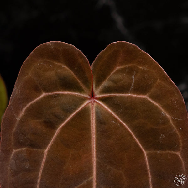 Anthurium red crystallinum (purple emergent) x antolakii (previously BVEP) (A49) *red emergent*